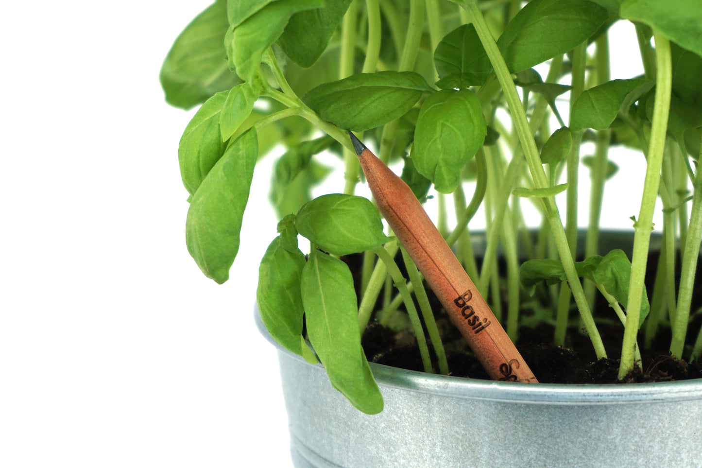 Christmas Colours -  Plantable Pencils - Red and Green, Basil and Carnation