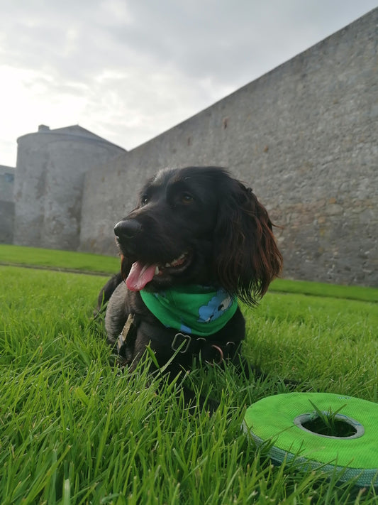 Puppy in a tube scarf snuzzle sitting on lush grass beside her frisbee in front of Dungarvan Castle Co Waterford with tongue hanging out