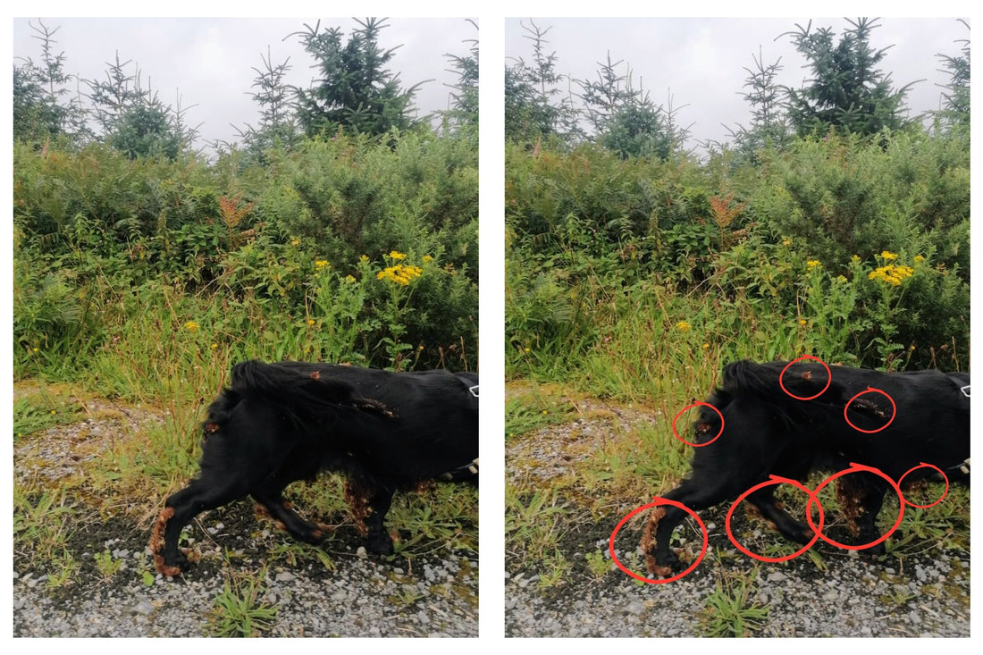 Attack of the Burrs! How to safely remove burrs from your dogs fur.